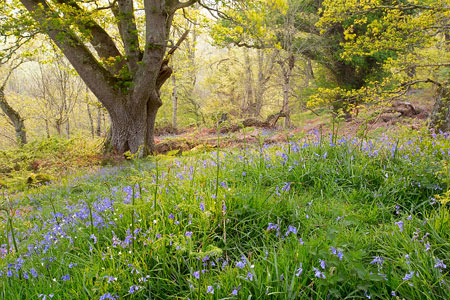 Stunning carpet of bluebells at Whiddon Wood, Dartmoor